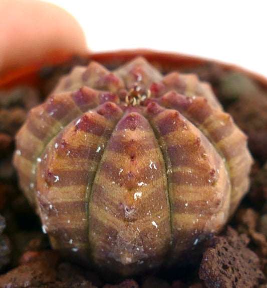 Euphorbia obesa succulent with red-orange striped variegation and rounded ribbed structure