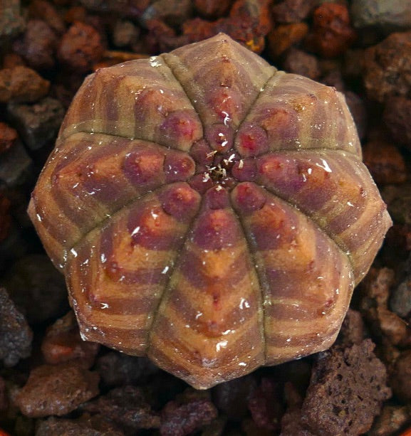 ユーフォルビア・オベサ | Botanical Archive | あなただけの