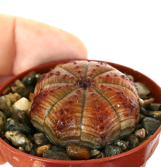 نبات عصاري يوڤوربيا أوبيسا عن قرب، كروي بجسم مخطط، سطح بني فاتح وتبقعات حمراء داكنة، مزروع في وعاء مع حصى.