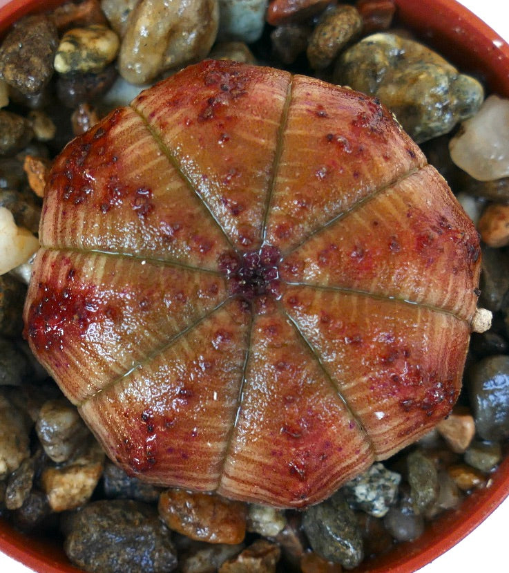 둥글고 갈라진 형태에 갈색-주황색 색조와 흩어진 붉은 반점이 있는 다육식물 유포르비아 오베사 상단 뷰.