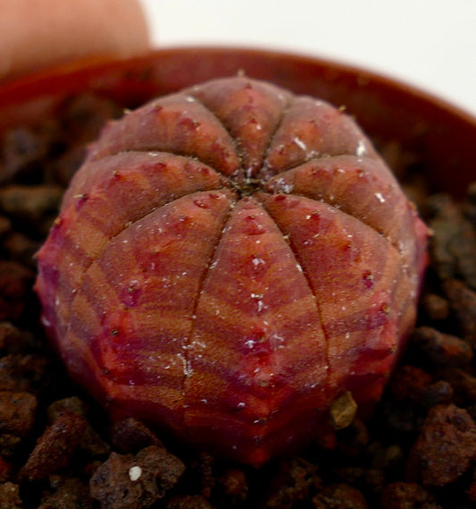 Euphorbia obesa succulent cactus with red striped pattern and small tubercles in potting soil