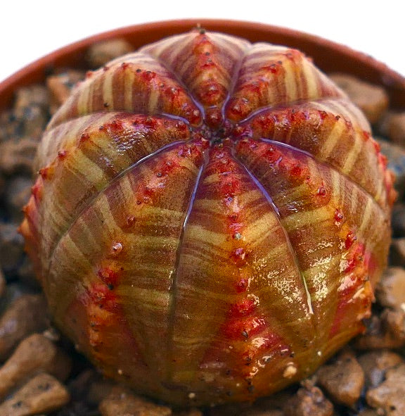 نبات عصاري يوڤوربيا أوبيسا مع نقوش مخططة حمراء وبنية محدبة مضلعة