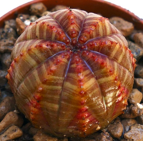 النبتة العصارية يوفوربيا أوبايسا ذات النمط المخطط بالأحمر والبنية المستديرة ذات الأضلاع