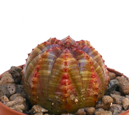 نبات صبار عطيق أفيوربيا أوبيسا ذو جسم مستدير مخطط بالأضلاع ونقوش مخططة حمراء