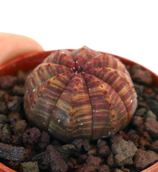 Euphorbia obesa succulent with rounded ribbed body and red striped variegation in pot