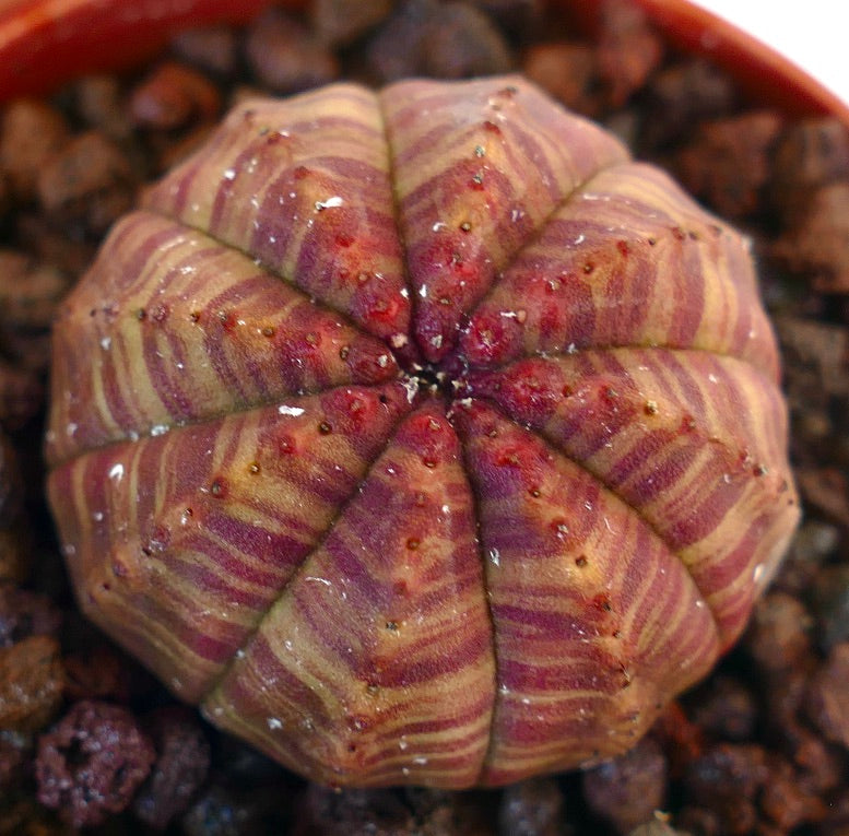 Euphorbia obesa succulent with red striped variegation and rounded ribbed structure