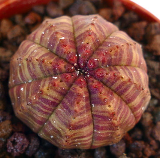 Euphorbia obesa succulent with red striped variegation and rounded ribbed structure