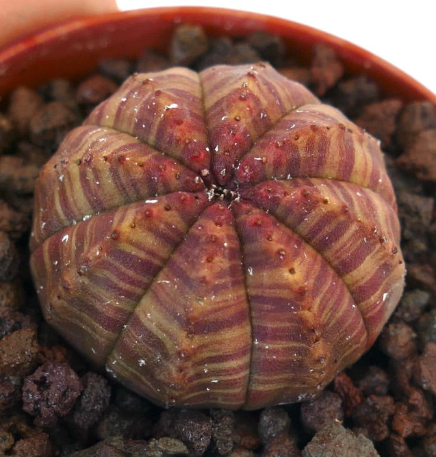 Euphorbia obesa red-striped succulent with rounded ribbed body and small tubercles