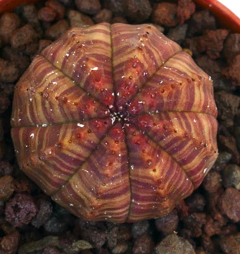 Euphorbia obesa succulent with red and yellow striped variegated pattern and rounded shape