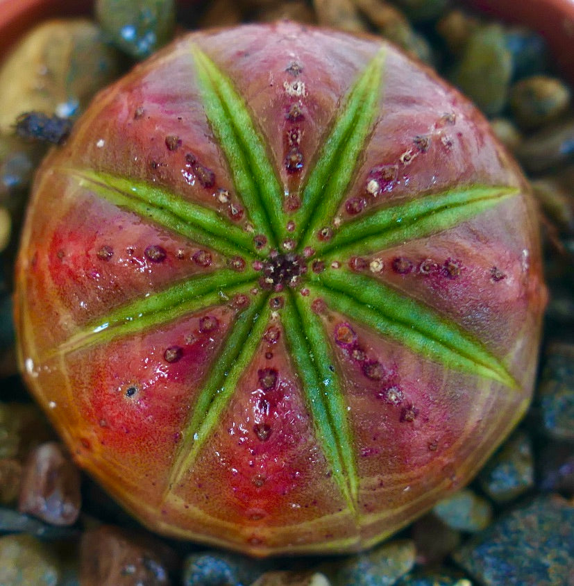 Top view of Euphorbia obesa RED WITH GREEN STAR showing its deep red color accented by bright green rib lines creating a star shape.