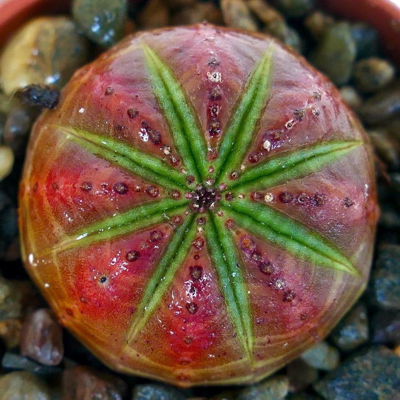 Euphorbia obesa RED WITH GREEN STAR photographed from above, highlighting its bold red surface and distinct green star-like ribs.