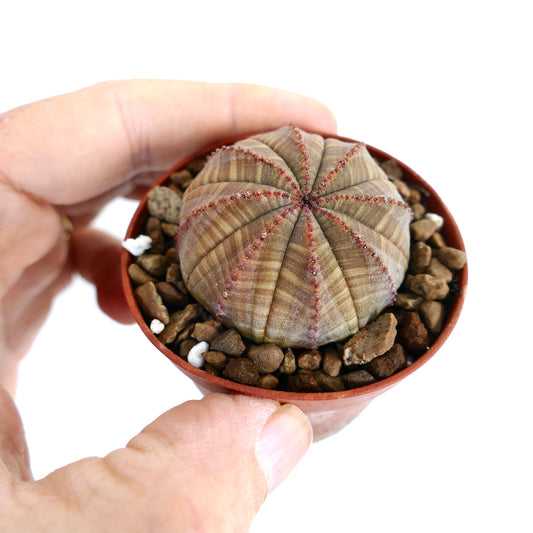 نبتة صبار يوفوربيا أوبيسا الصغيرة مستديرة الشكل ذات جسم أخضر-بني مخطط وبنات حبوب حمراء الأطراف