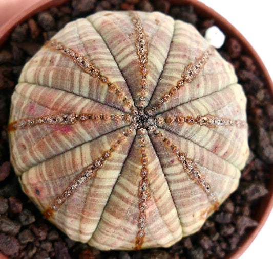 صبار عصاري Euphorbia obesa بجسم مستدير مضلع وخطوط وردية خفيفة