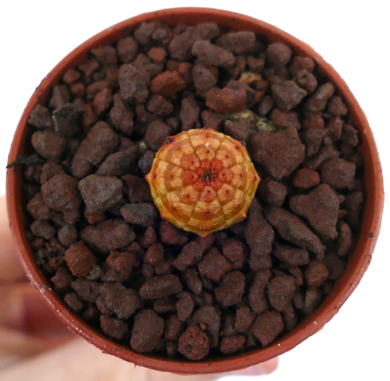 オレンジの縞模様が入った丸みを帯びた形のユーフォルビア・オベサの小さな多肉植物の苗