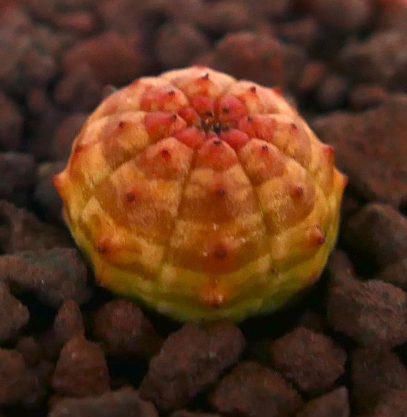 ユーフォルビア・オベサ 小型多肉植物サボテン、オレンジの縞模様と丸みのある形状