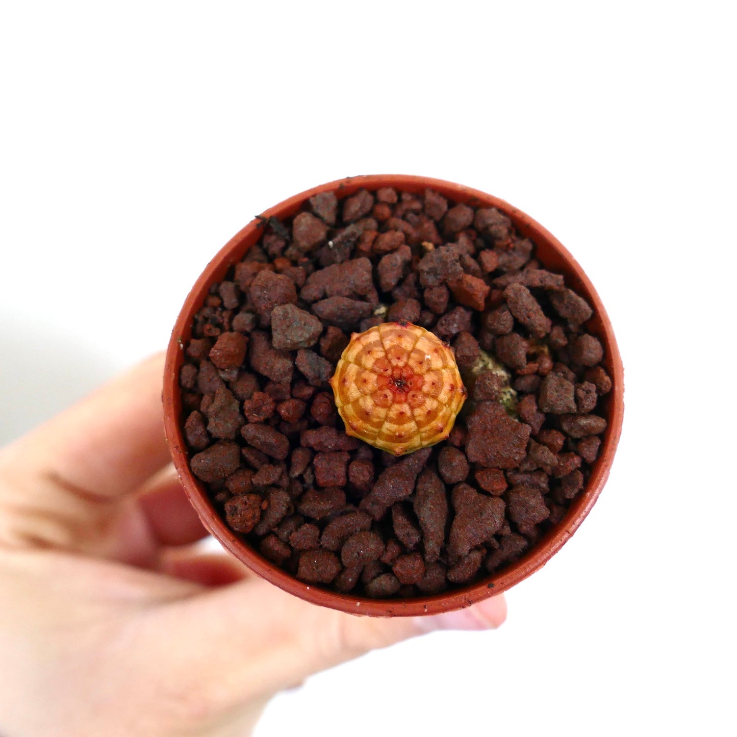 ユーフォルビア・オベサ 小さなオレンジの縞模様の多肉植物の苗、丸みを帯びた肋骨状の体