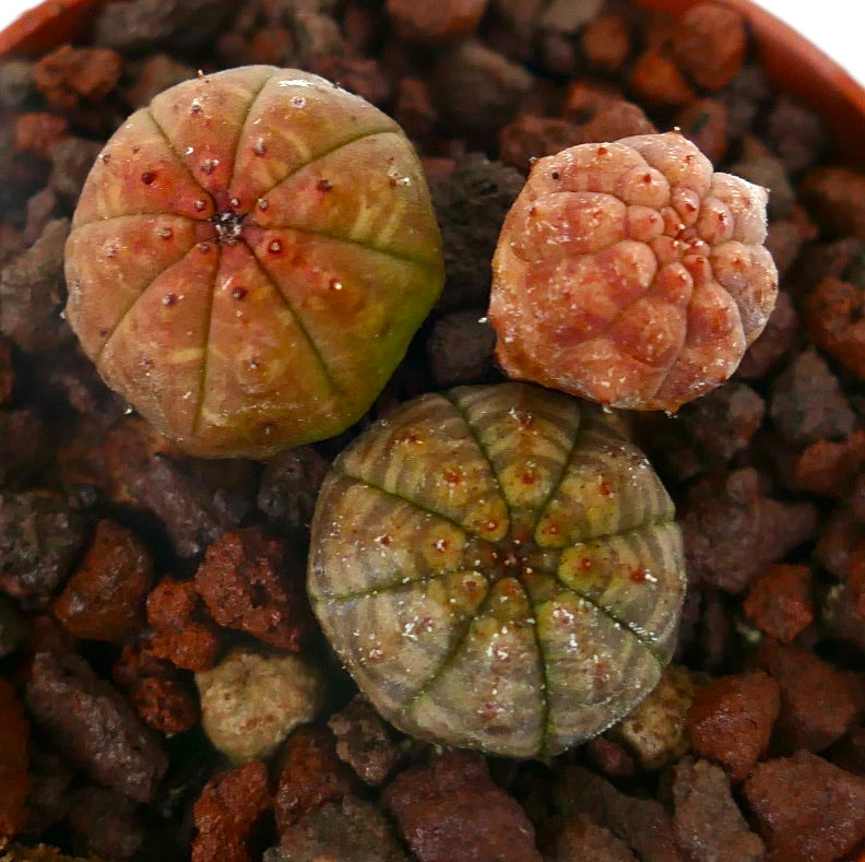Små Euphorbia obesa sukkulentspirer med avrundede ribbede former og teksturert overflate