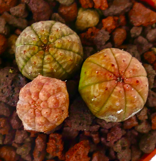 Euphorbia obesa små sukkulentfrøplanter med runde ribbede kropper og varierte farger