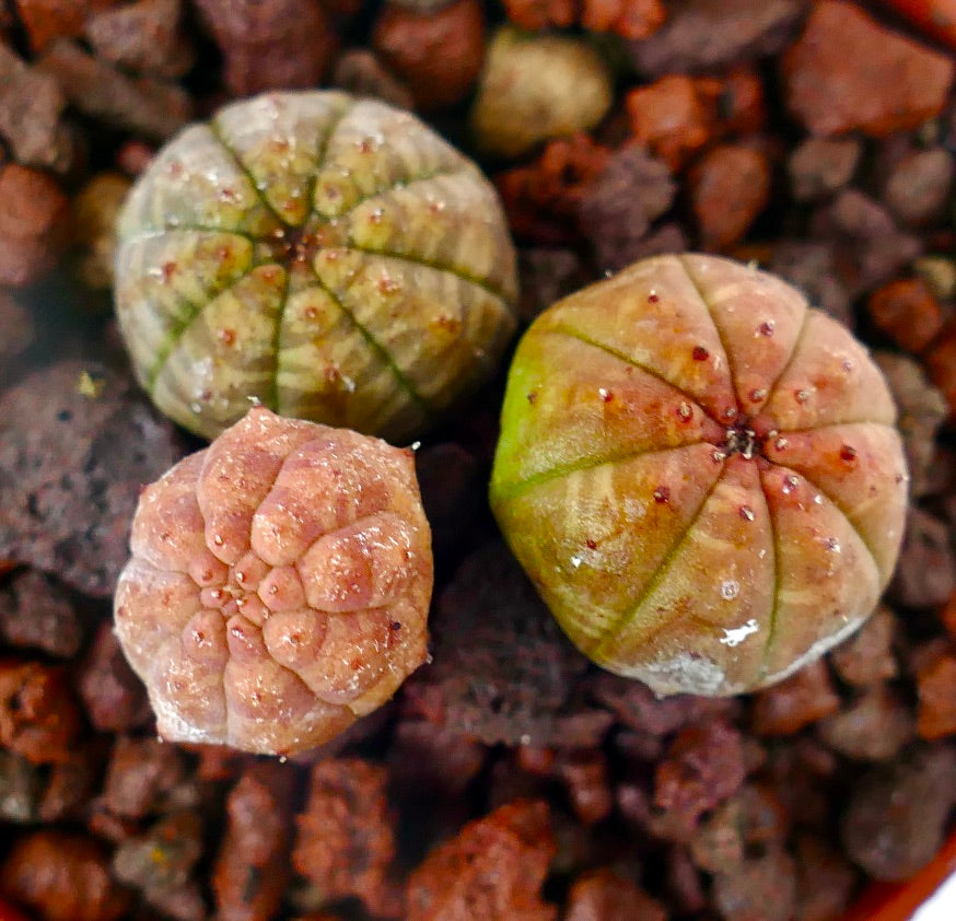 Små Euphorbia obesa sukkulentplanter med avrundede, ribbede kropper og varierte farger på steinete jord