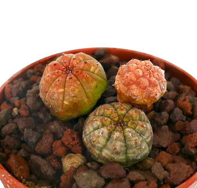 Euphorbia obesa små sukkulentspirer med avrundede ribbede kropper i varierte farger