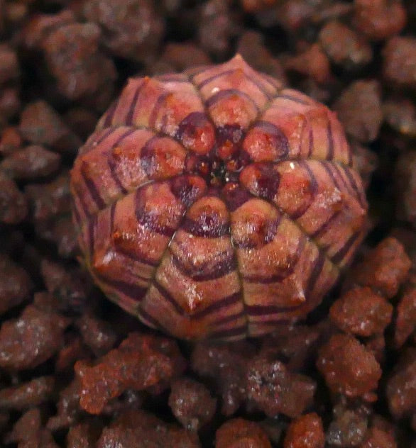 Euphorbia obesa-plante med rund, ribbet, rødstripet sukkulent kropp på grus