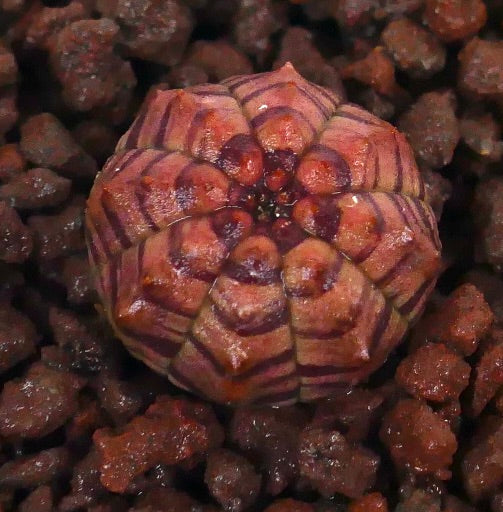 Euphorbia obesa-spirling med stripete rød og rosa saftig kropp på steinete jord