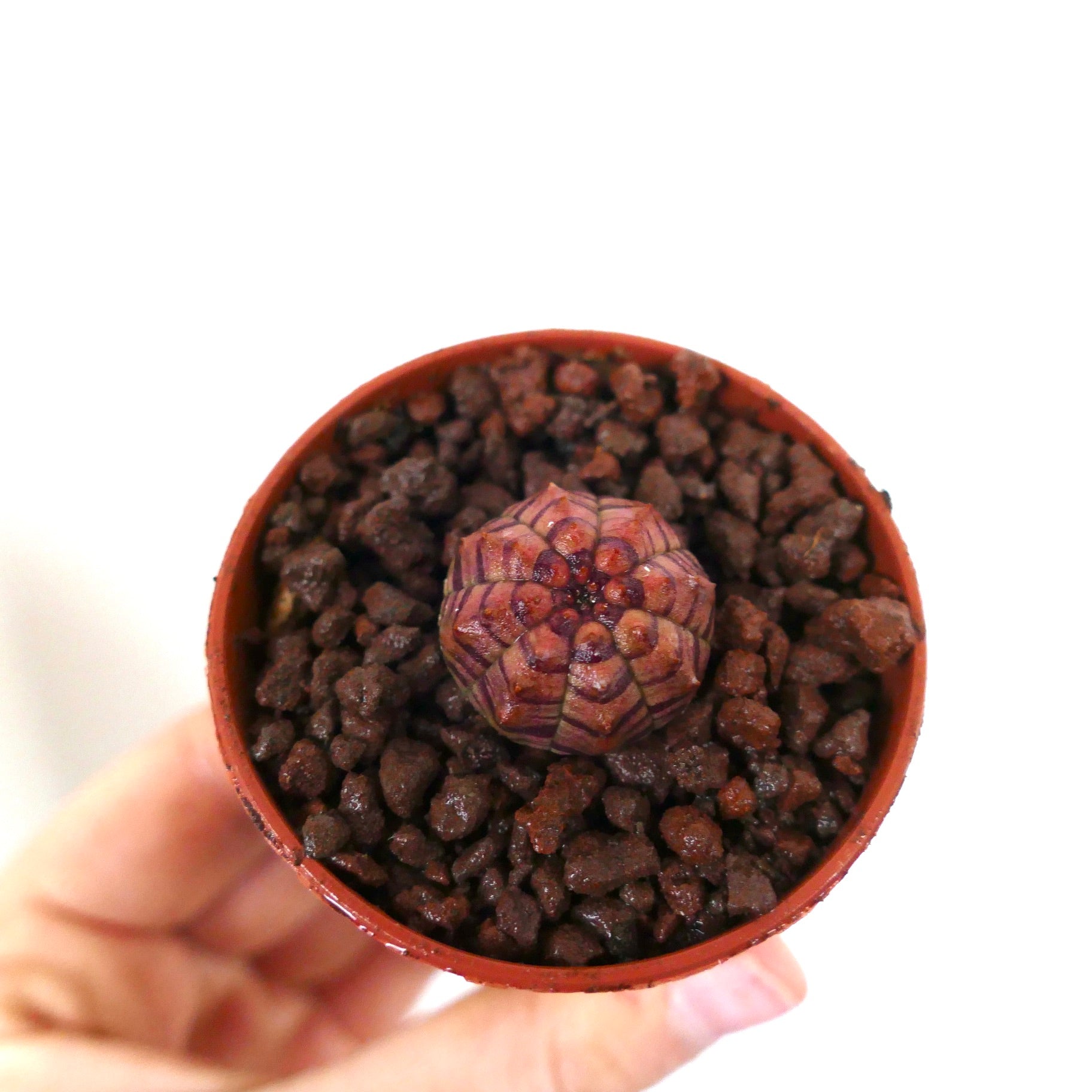 Euphorbia obesa liten sukkulent-plante med rødt stripemønster i potte