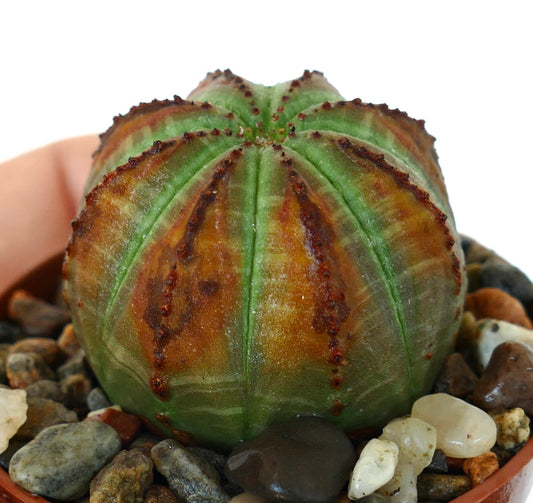 Euphorbia obesa succulent in a small pot, rounded with vertical ribs, showing green surface and large reddish-brown patches.