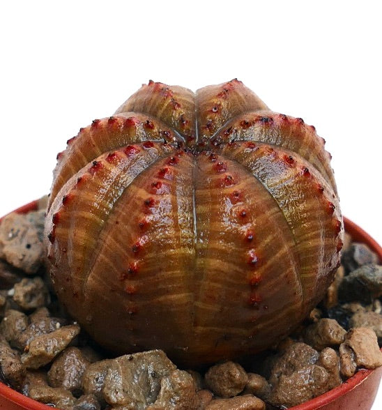Euphorbia obesa rare succulent with rounded ribbed structure and red-tipped tubercles