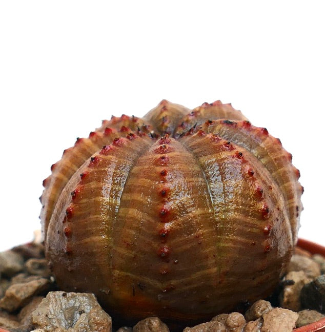 Euphorbia obesa succulent with rounded ribbed body and small red tubercles growing in rocky soil