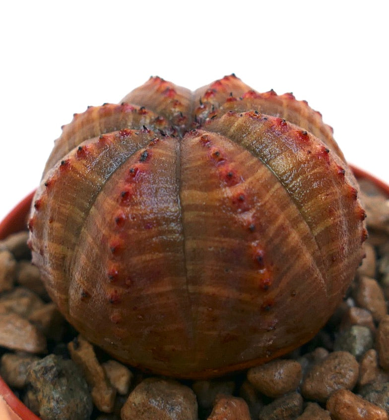 Euphorbia obesa rare succulent with rounded ribbed body and small red tubercles
