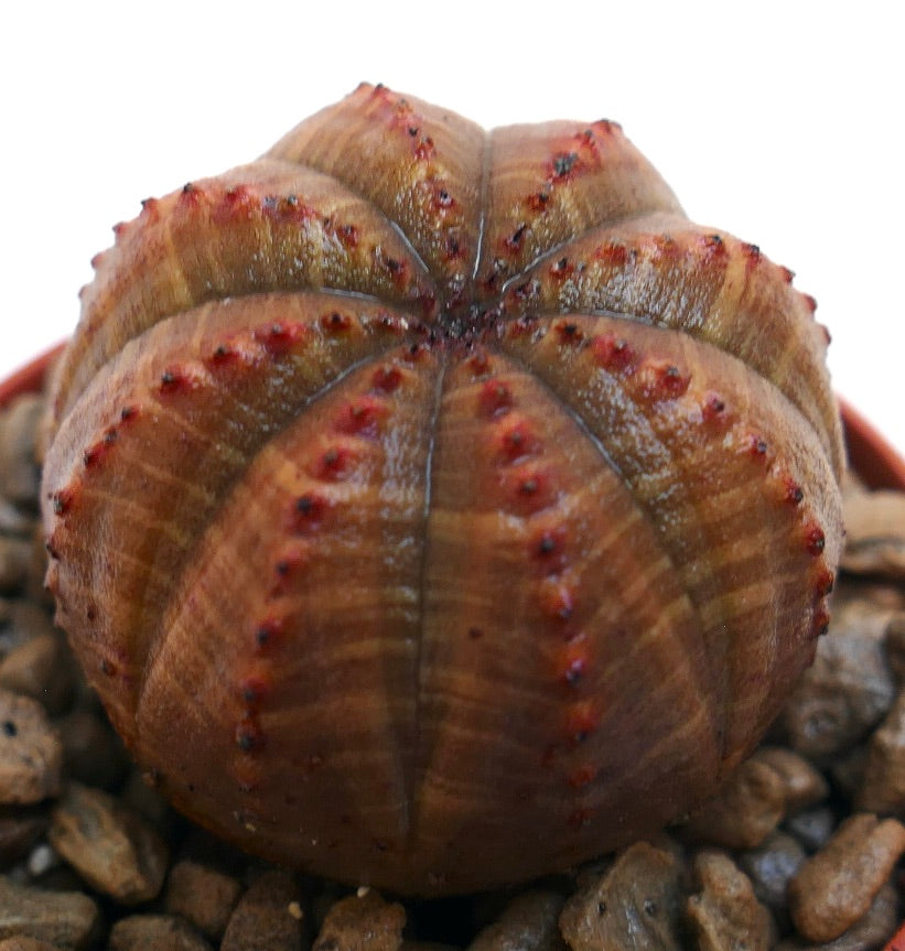 Euphorbia obesa succulent cactus with rounded ribs and reddish tubercles specimen