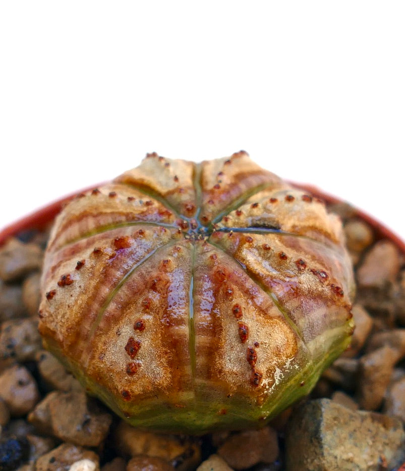 Euphorbia obesa succulent with rounded ribbed body and small brown tubercles on surface
