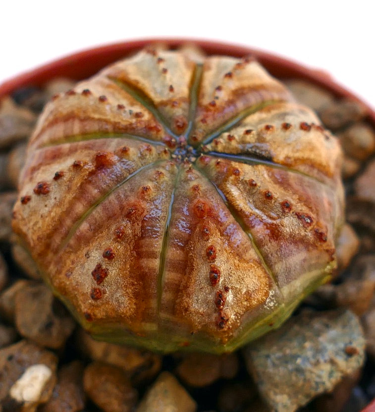 Euphorbia obesa succulent with rounded ribbed body and small brown tubercles on pebbled soil