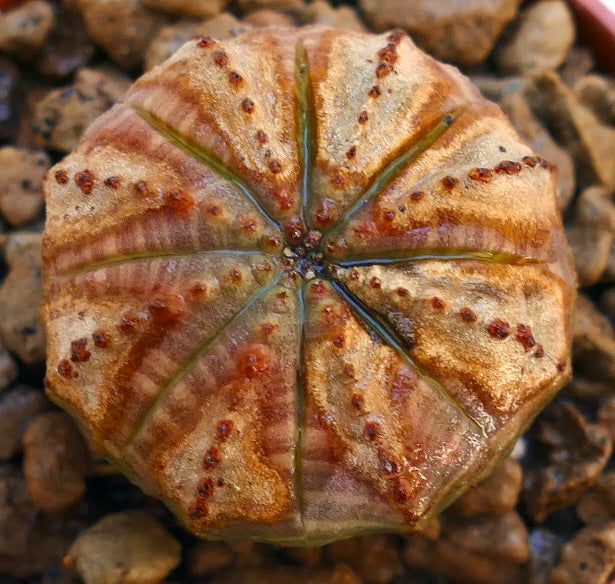 Euphorbia obesa succulent with rounded shape and brownish textured surface with small nodules