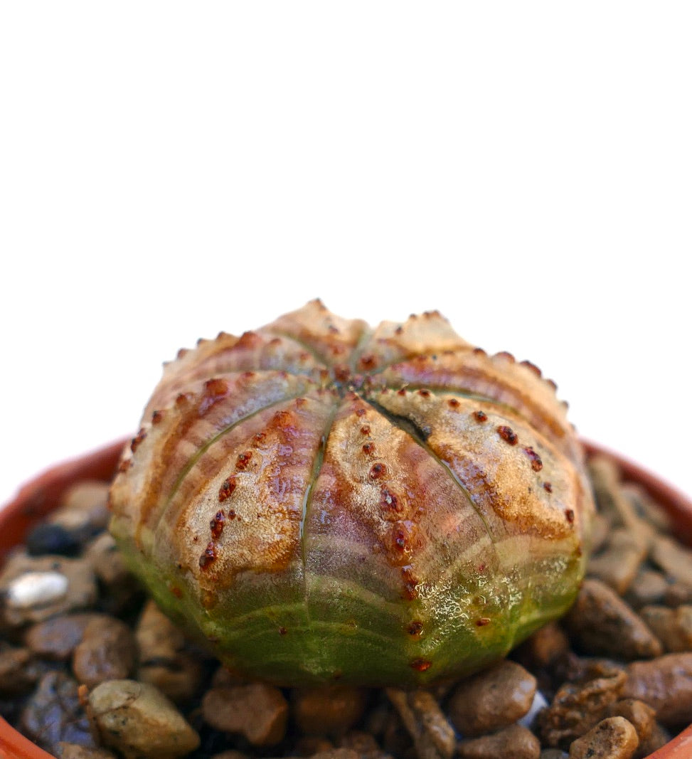Euphorbia obesa rare succulent with rounded ribbed body and small brown tubercles