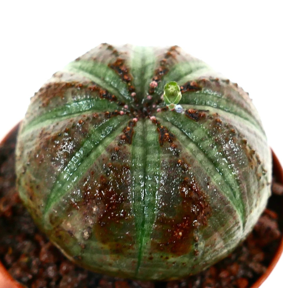 Euphorbia obesa SELECTED BALL FORM & BROWN MARKS A6