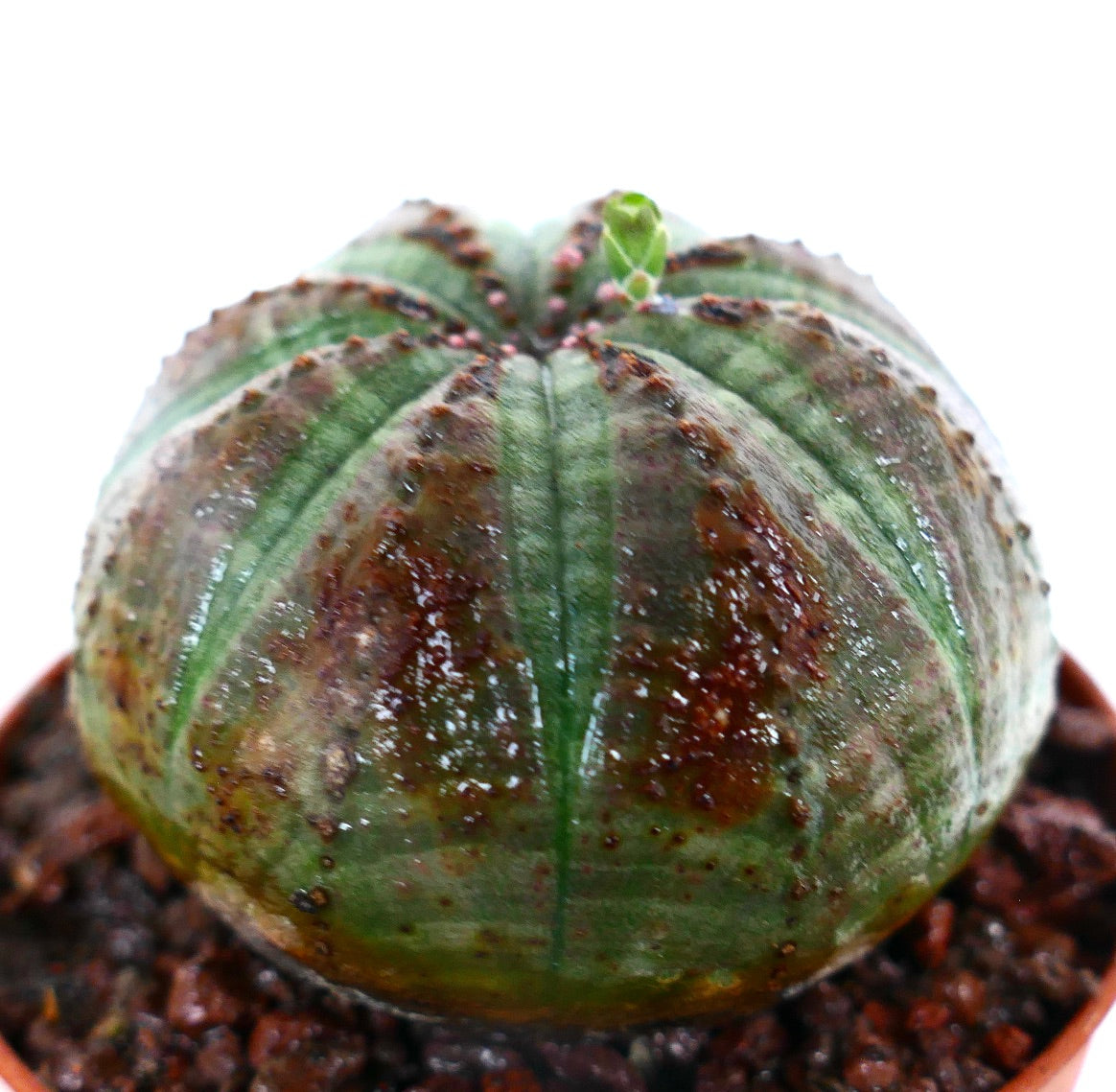 Euphorbia obesa SELECTED BALL FORM & BROWN MARKS A6