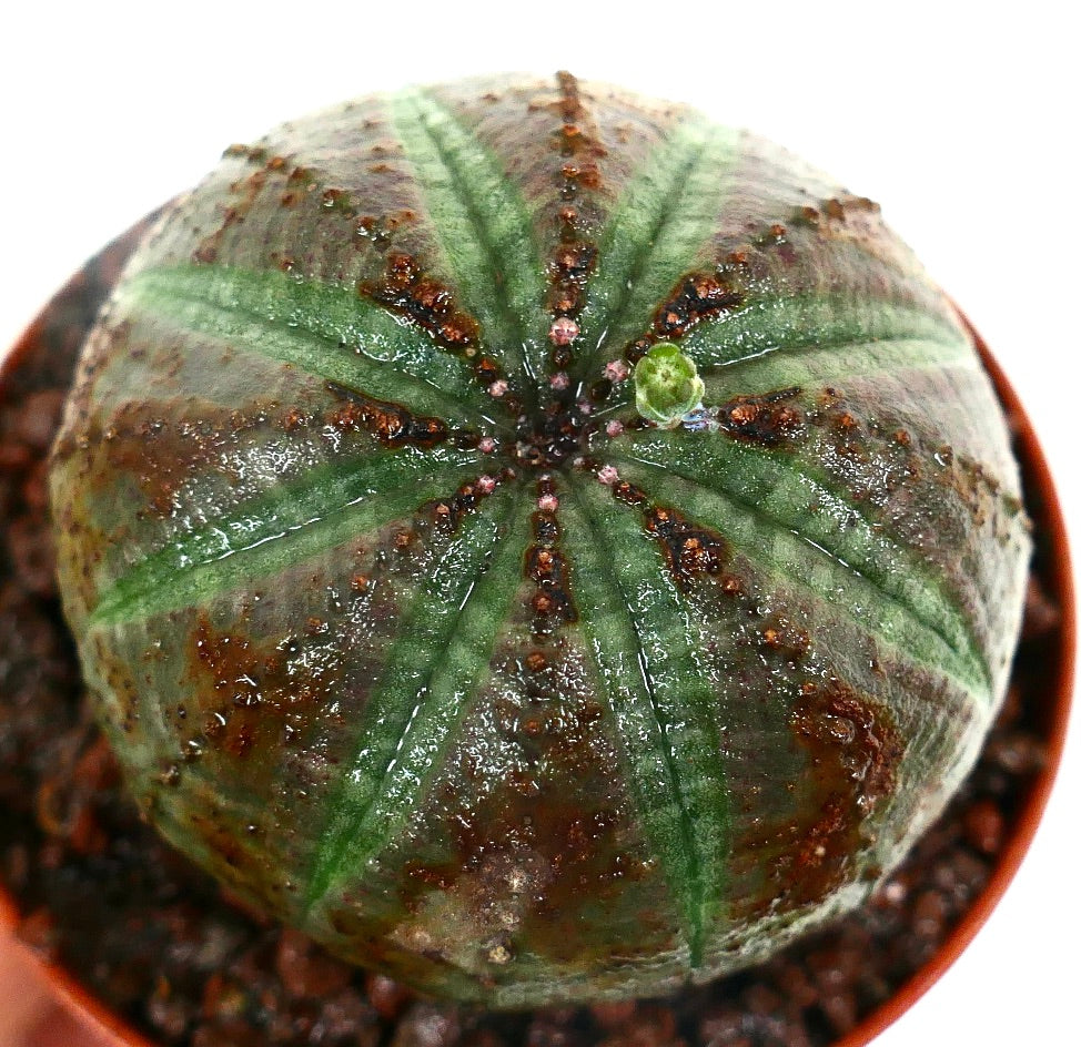 Euphorbia obesa SELECTED BALL FORM & BROWN MARKS A6