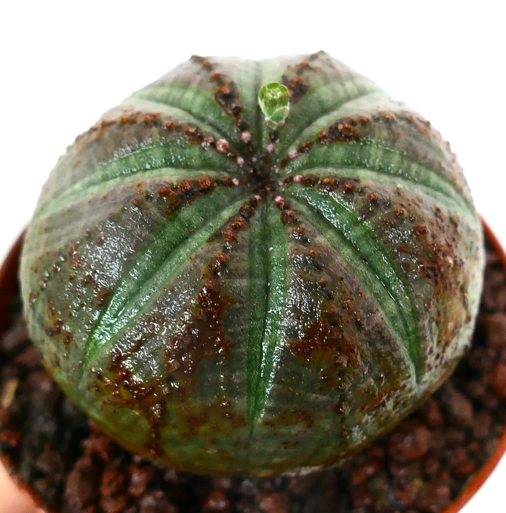 Euphorbia obesa SELECTED BALL FORM & BROWN MARKS A6