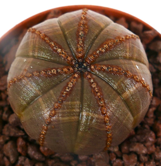 Euphorbia obesa sjelden succulent med avrundet brun ribbet kropp og teksturerte areoler