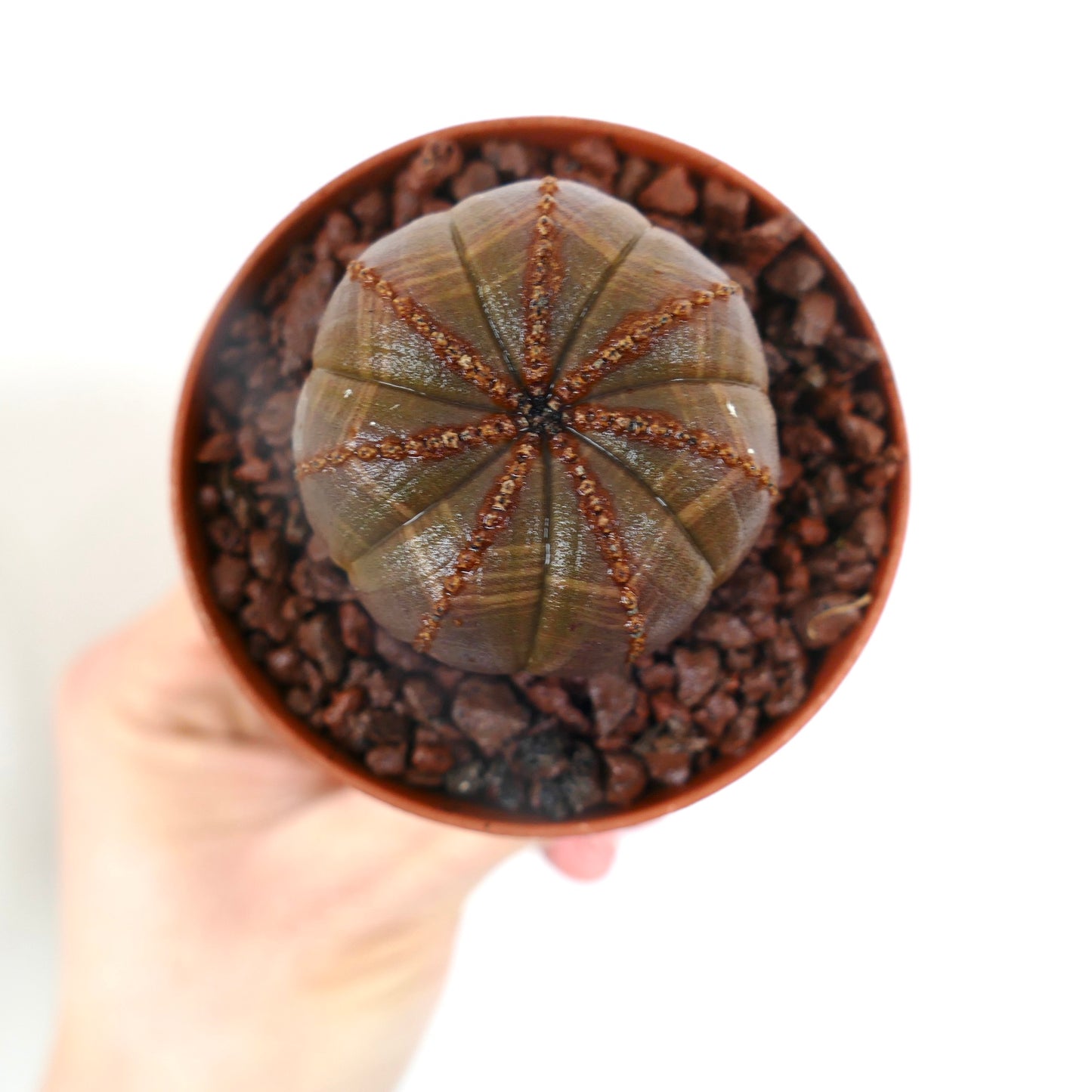 Euphorbia obesa sukkulent kaktus med rundet ribbet kropp og brune teksturerte areoler