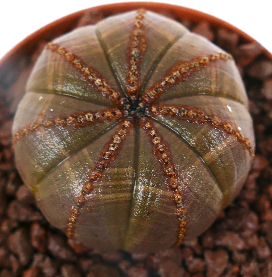 Euphorbia obesa sjelden succulent med rund, ribbet brun kropp og teksturerte areoler