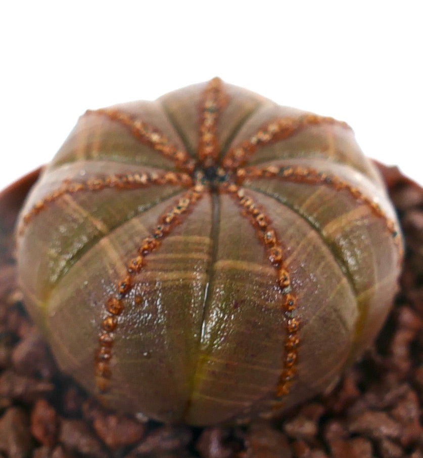 Euphorbia obesa sjelden sukkulent med rund, ribbet brun kropp og små tuberkler