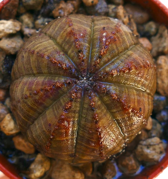 Euphorbia obesa succulent with rounded ribbed body and brownish-green textured surface