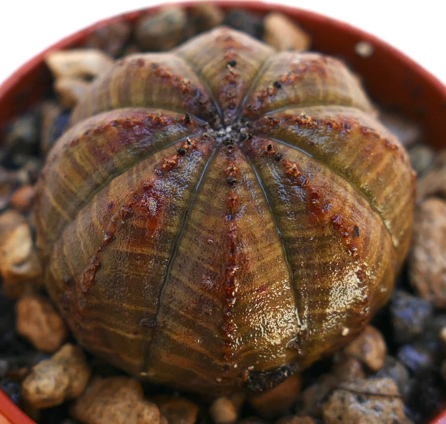 Euphorbia obesa succulent with rounded ribbed brownish-green body and small spines