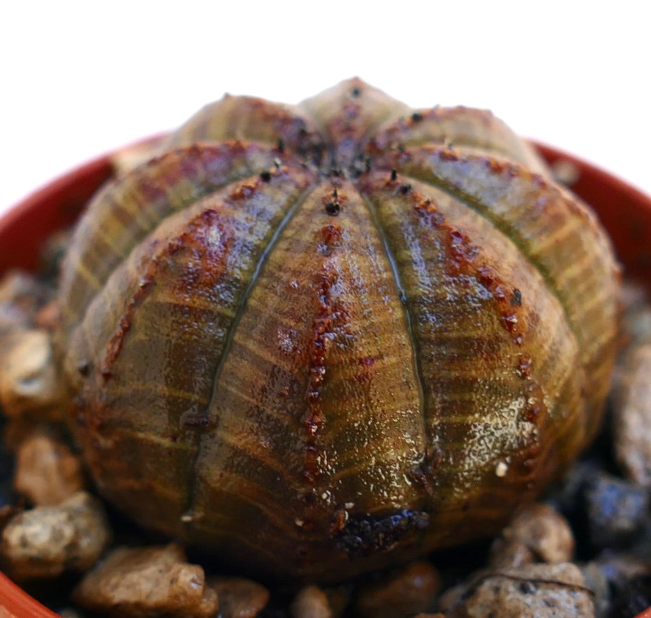 Euphorbia obesa succulent with rounded ribbed brown body and small spines in pot