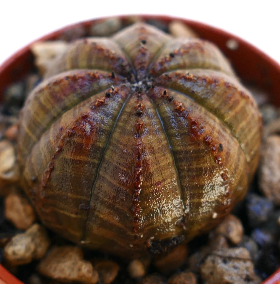 Euphorbia obesa succulent with rounded ribbed body and brownish textured surface