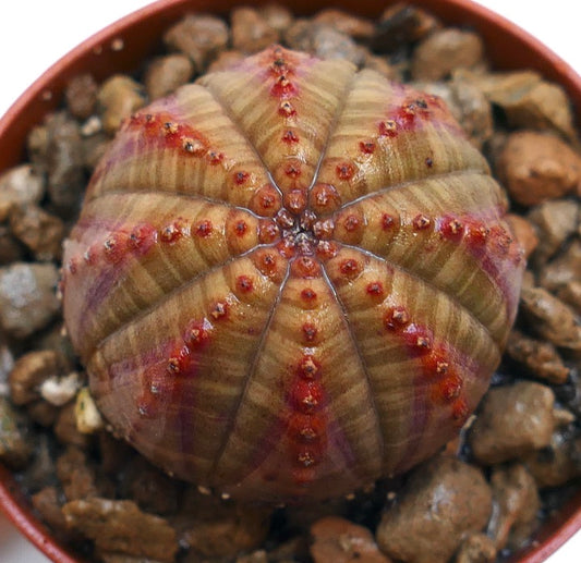 Euphorbia obesa suculenta con cuerpo redondeado acanalado y tubérculos con punta roja en maceta