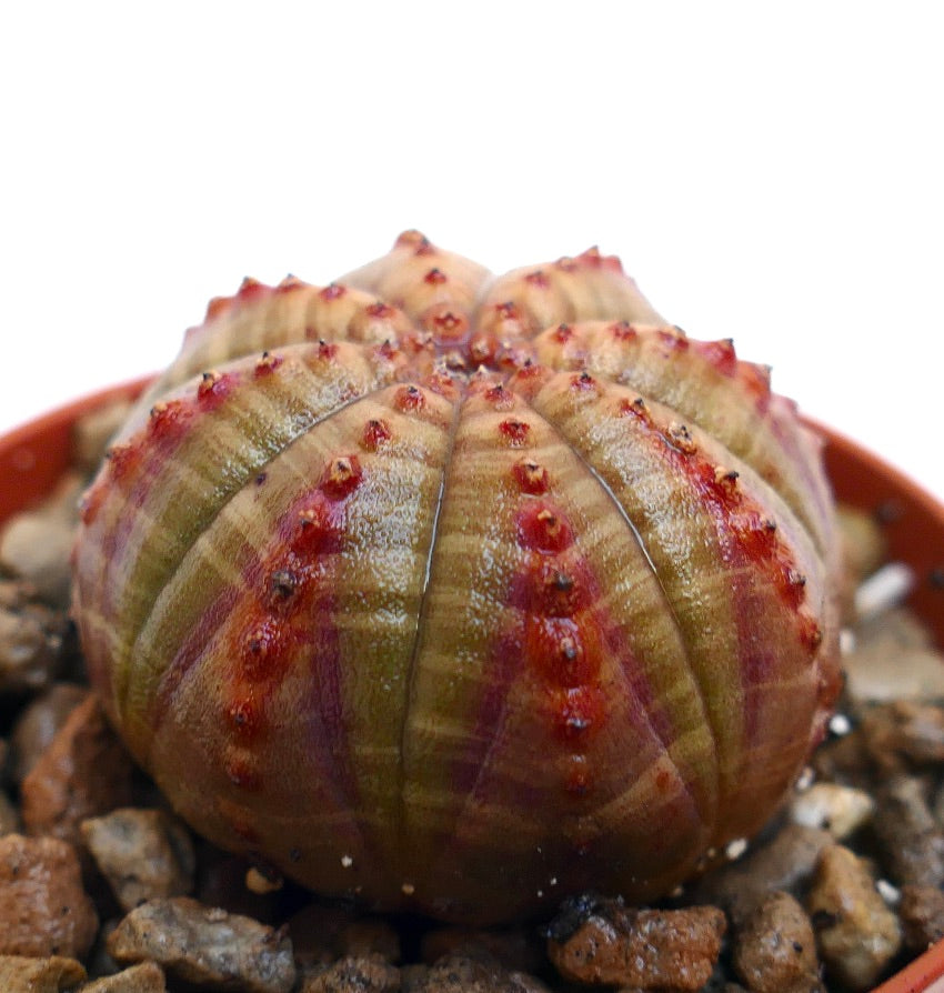 صبار عصاري إيوفوربيا أوبيزا بجسم مستدير مخطط وأشواك حمراء عند الأطراف